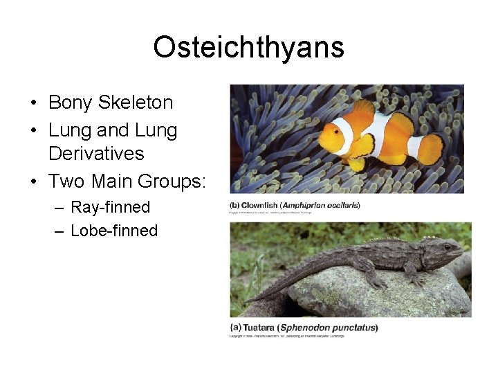 Osteichthyans • Bony Skeleton • Lung and Lung Derivatives • Two Main Groups: –