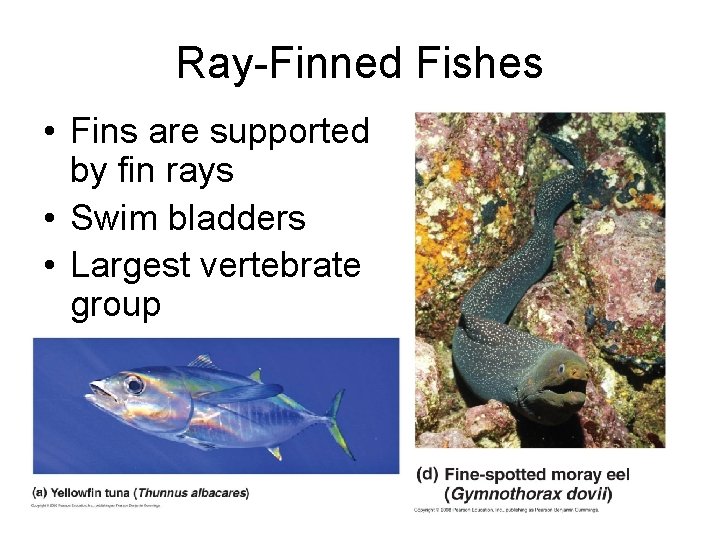 Ray-Finned Fishes • Fins are supported by fin rays • Swim bladders • Largest