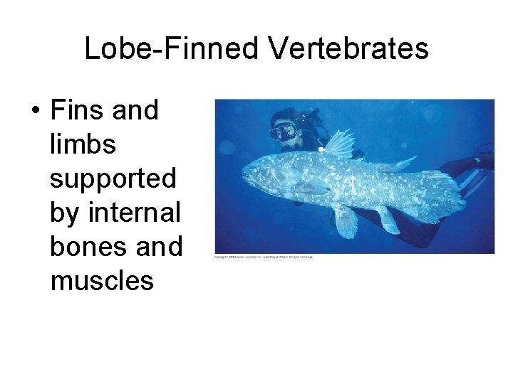 Lobe-Finned Vertebrates • Fins and limbs supported by internal bones and muscles 