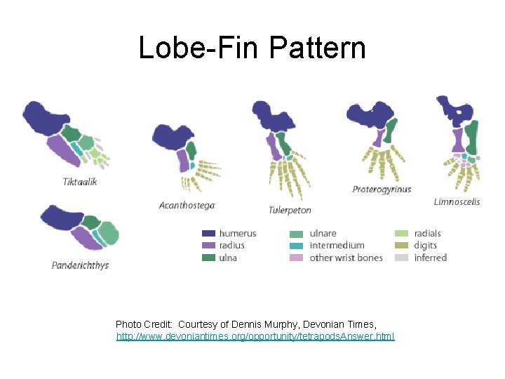 Lobe-Fin Pattern Photo Credit: Courtesy of Dennis Murphy, Devonian Times, http: //www. devoniantimes. org/opportunity/tetrapods.