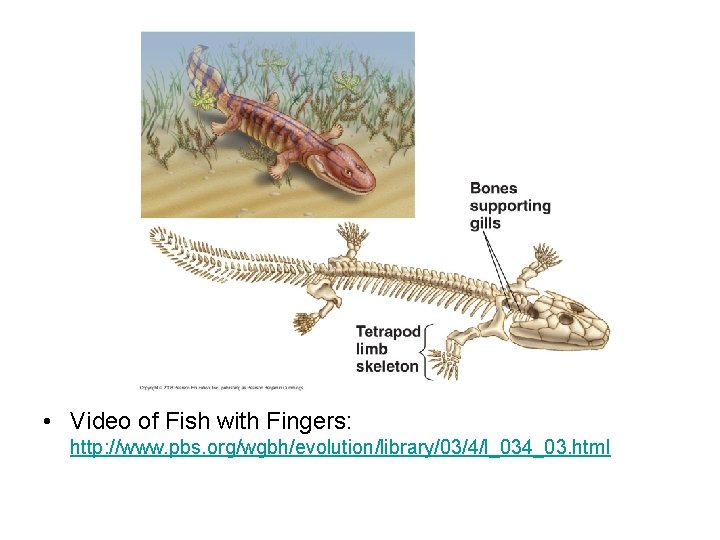  • Video of Fish with Fingers: http: //www. pbs. org/wgbh/evolution/library/03/4/l_034_03. html 
