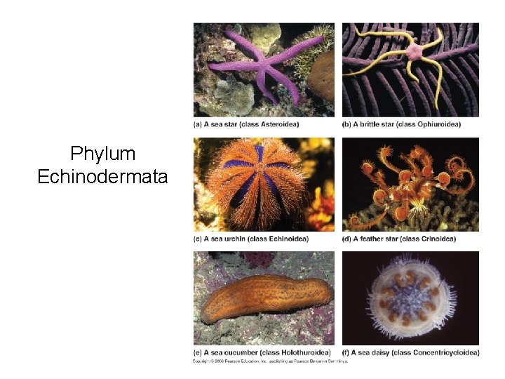 Phylum Echinodermata 