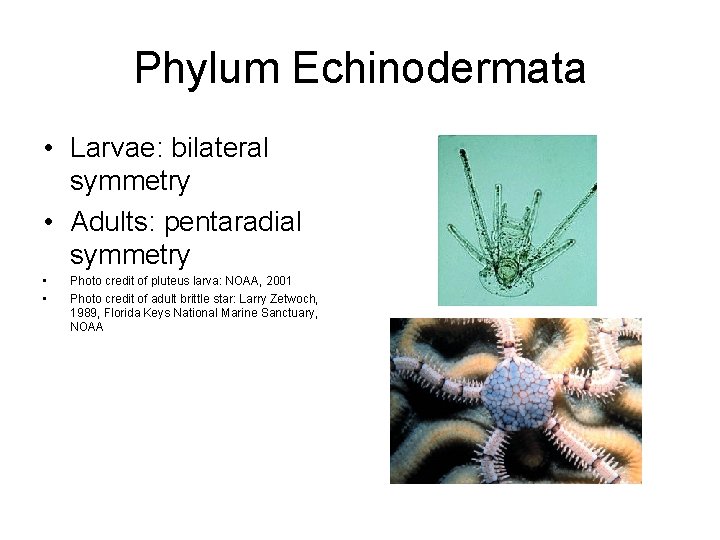 Phylum Echinodermata • Larvae: bilateral symmetry • Adults: pentaradial symmetry • • Photo credit