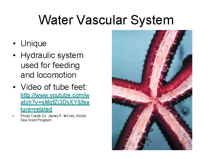 Water Vascular System • Unique • Hydraulic system used for feeding and locomotion •