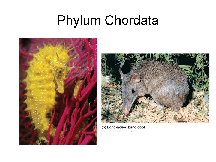 Phylum Chordata 