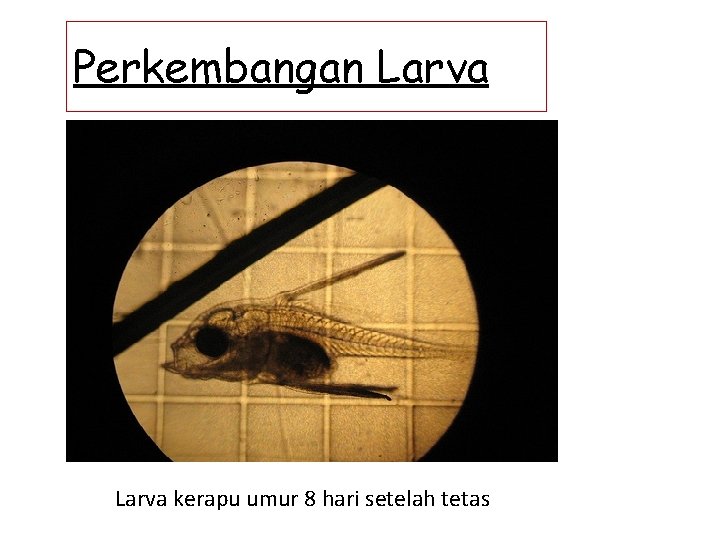 Perkembangan Larva kerapu umur 8 hari setelah tetas 