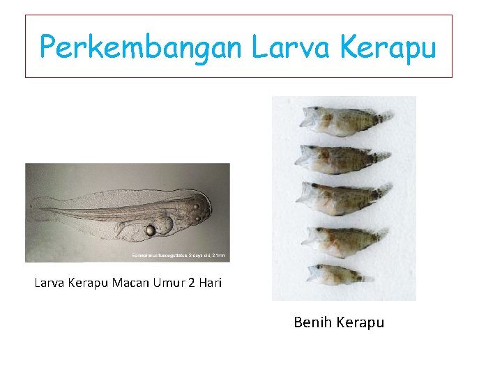 Perkembangan Larva Kerapu Macan Umur 2 Hari Benih Kerapu 