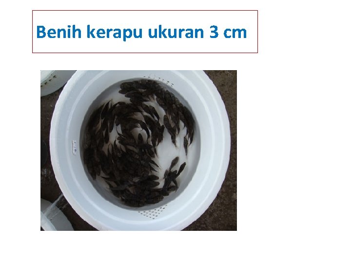 Benih kerapu ukuran 3 cm 