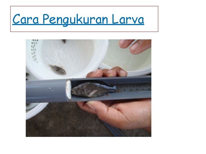 Cara Pengukuran Larva 