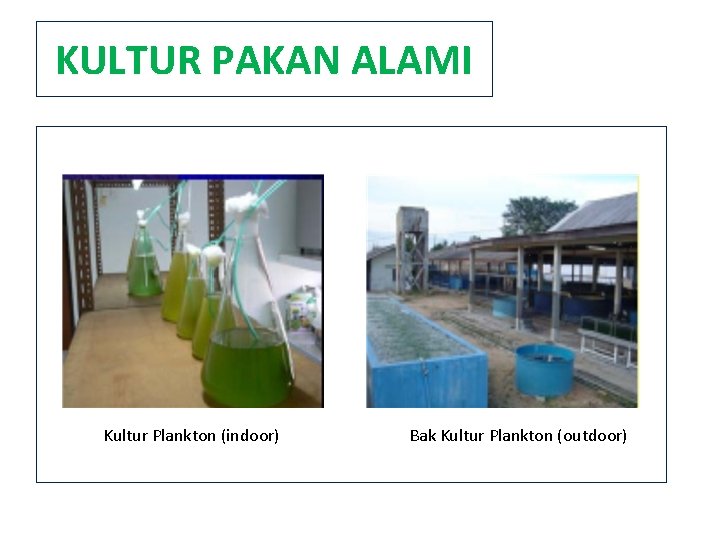 KULTUR PAKAN ALAMI Kultur Plankton (indoor) Bak Kultur Plankton (outdoor) 