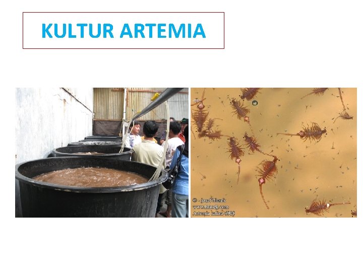 KULTUR ARTEMIA 