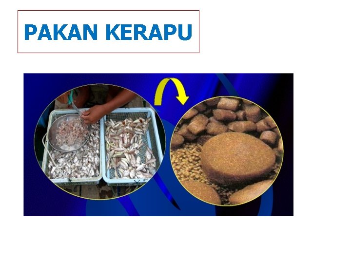 PAKAN KERAPU 