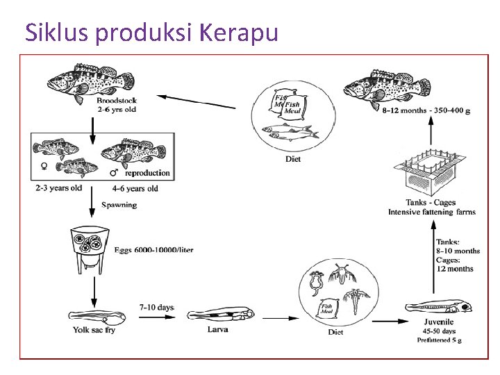 Siklus produksi Kerapu 