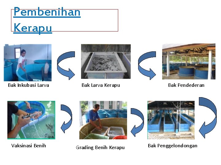 Pembenihan Kerapu Bak Inkubasi Larva Bak Larva Kerapu Vaksinasi Benih Grading Benih Kerapu Bak