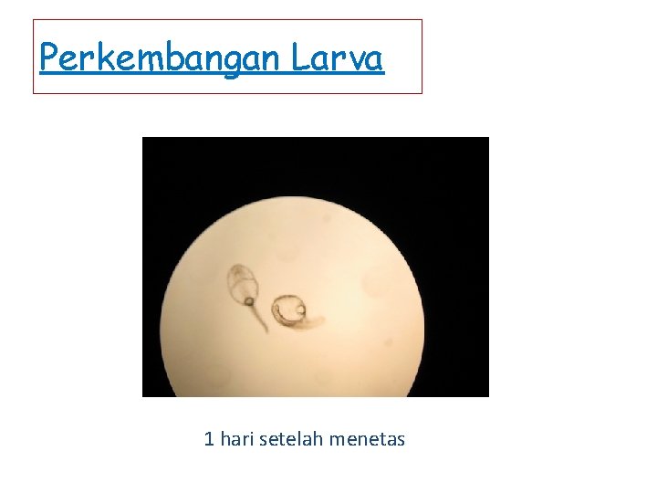 Perkembangan Larva 1 hari setelah menetas 
