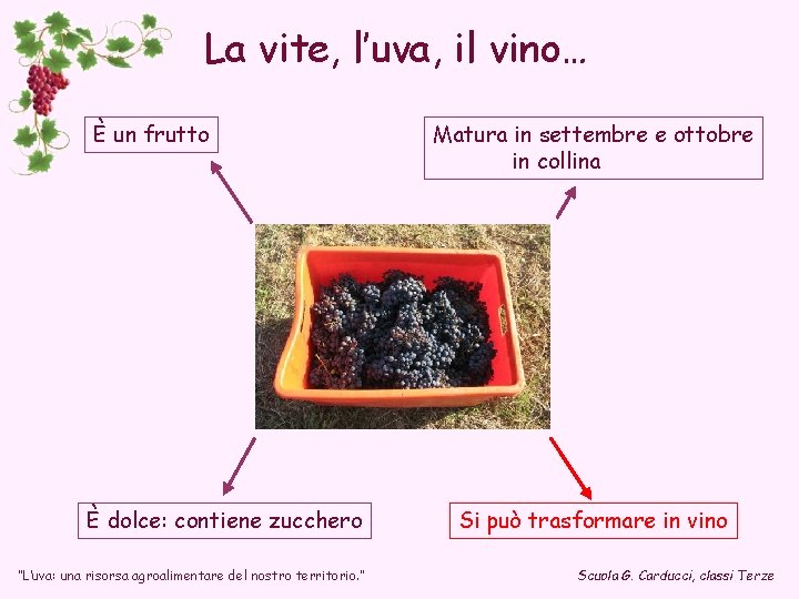 La vite, l’uva, il vino… È un frutto È dolce: contiene zucchero “L’uva: una