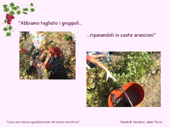 “Abbiamo tagliato i grappoli… …riponendoli in ceste arancioni” “L’uva: una risorsa agroalimentare del nostro