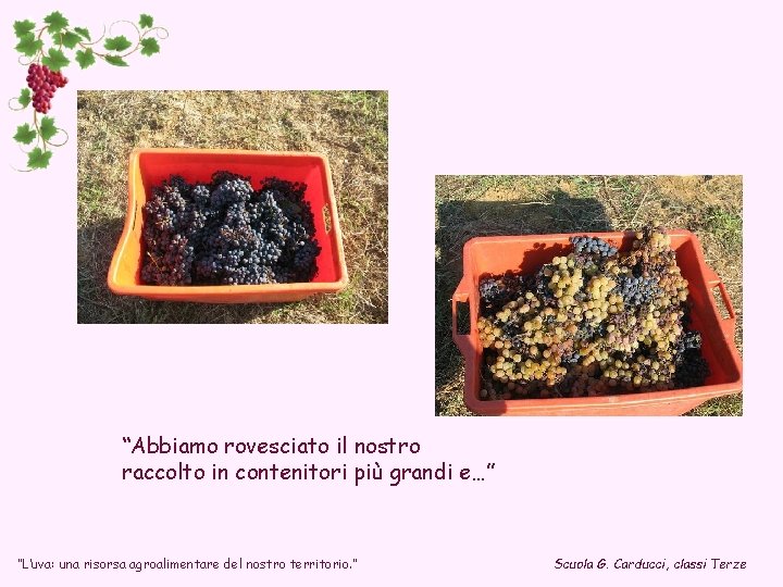 “Abbiamo rovesciato il nostro raccolto in contenitori più grandi e…” “L’uva: una risorsa agroalimentare