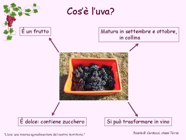 Cos’è l’uva? È un frutto È dolce: contiene zucchero “L’uva: una risorsa agroalimentare del