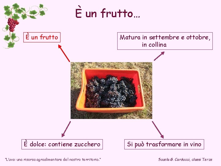 È un frutto… È un frutto È dolce: contiene zucchero “L’uva: una risorsa agroalimentare