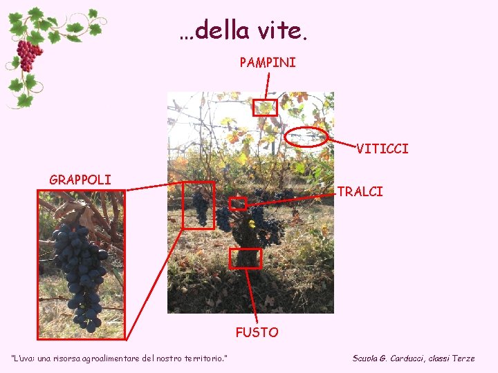 …della vite. PAMPINI VITICCI GRAPPOLI TRALCI FUSTO “L’uva: una risorsa agroalimentare del nostro territorio.