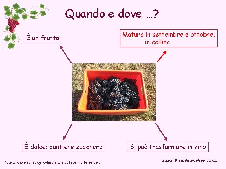 Quando e dove …? È un frutto È dolce: contiene zucchero “L’uva: una risorsa