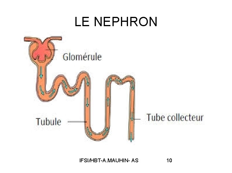 LE NEPHRON IFSI/HBT-A. MAUHIN- AS 10 