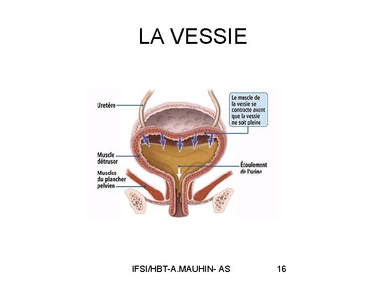 LA VESSIE IFSI/HBT-A. MAUHIN- AS 16 