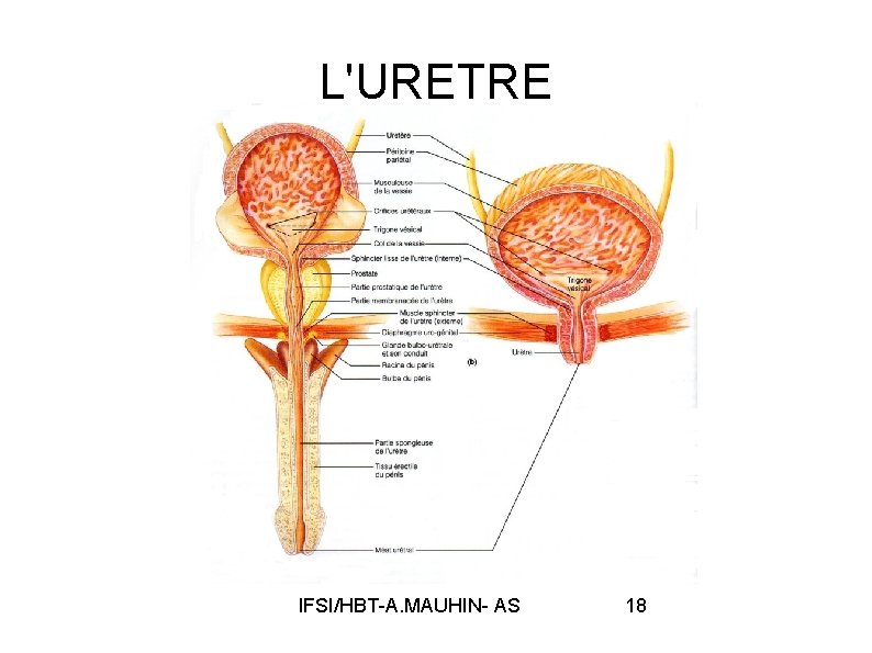 L'URETRE IFSI/HBT-A. MAUHIN- AS 18 