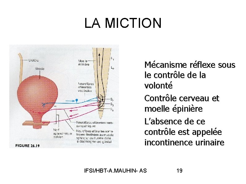 LA MICTION Mécanisme réflexe sous le contrôle de la volonté Contrôle cerveau et moelle