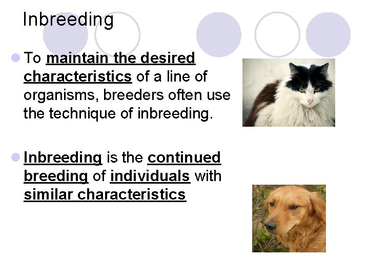 Inbreeding l To maintain the desired characteristics of a line of organisms, breeders often