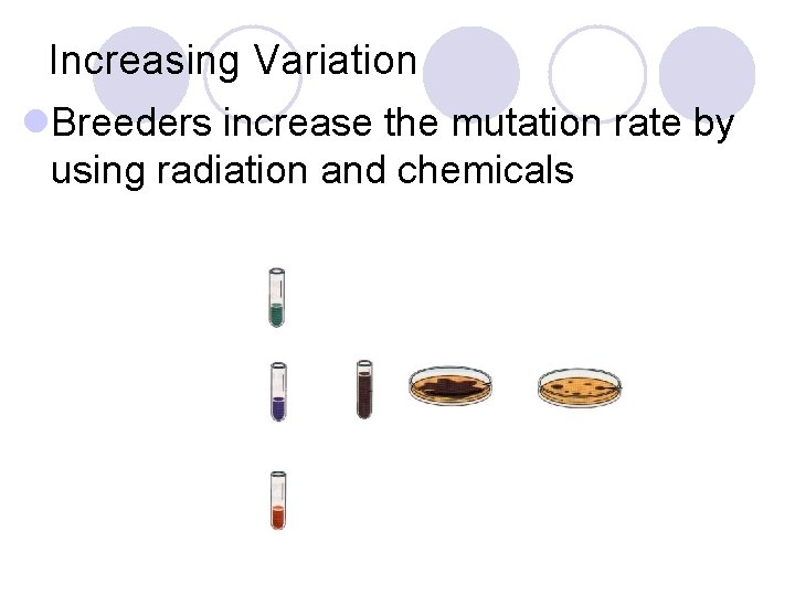 Increasing Variation l. Breeders increase the mutation rate by using radiation and chemicals 