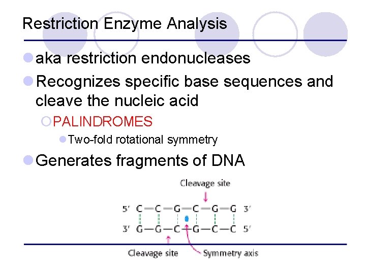 Restriction Enzyme Analysis l aka restriction endonucleases l Recognizes specific base sequences and cleave