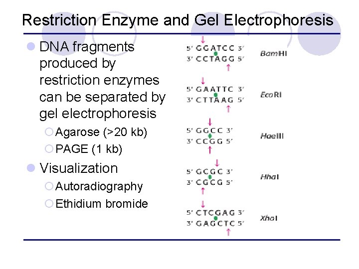 Restriction Enzyme and Gel Electrophoresis l DNA fragments produced by restriction enzymes can be