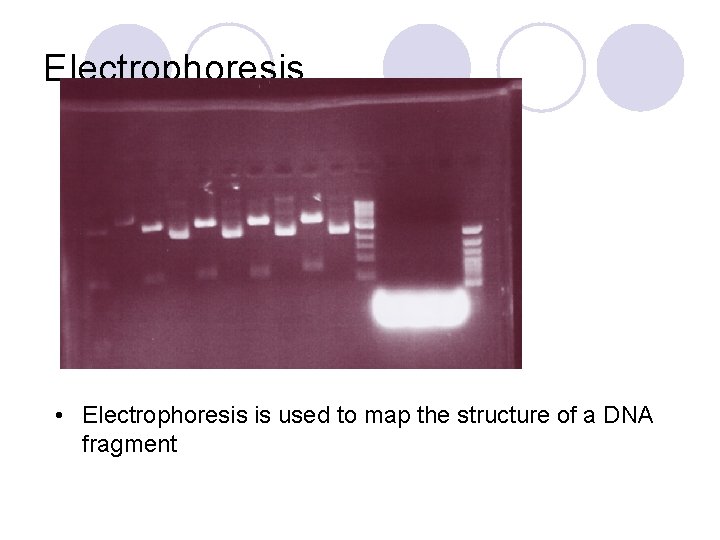 Electrophoresis • Electrophoresis is used to map the structure of a DNA fragment 