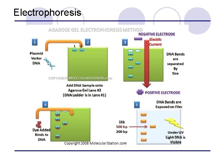 Electrophoresis 