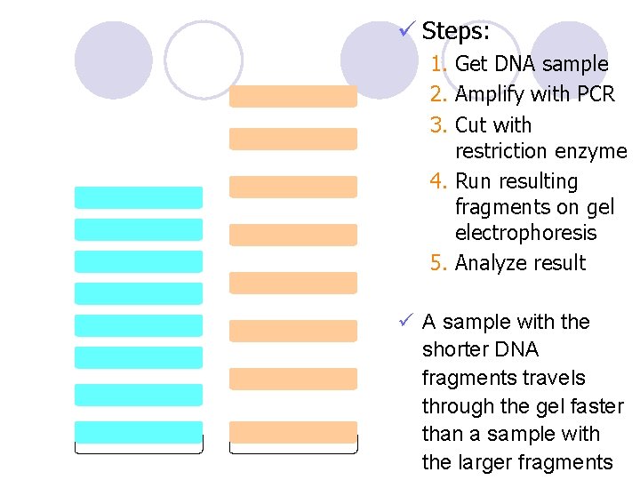 ü Steps: 1. Get DNA sample 2. Amplify with PCR 3. Cut with restriction