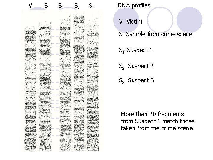 V S S 1 S 2 S 3 DNA profiles V Victim S Sample