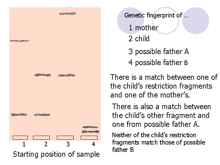 Genetic fingerprint of … 1 mother 2 child 3 possible father A 4 possible