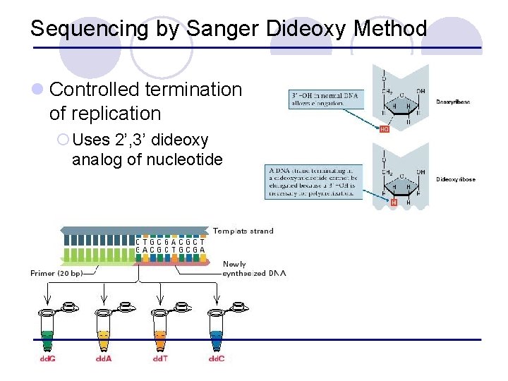 Sequencing by Sanger Dideoxy Method l Controlled termination of replication ¡Uses 2’, 3’ dideoxy