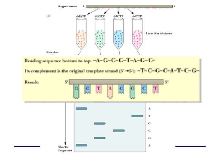 Sequencing by Sanger Dideoxy Method 