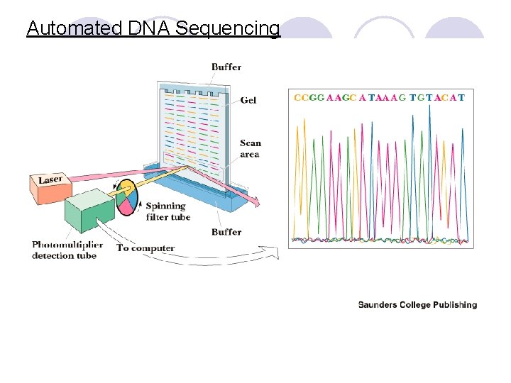 Automated DNA Sequencing 
