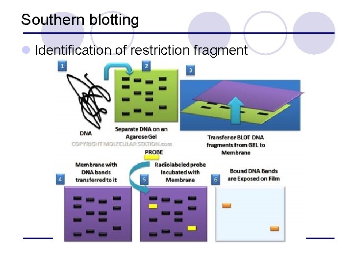 Southern blotting l Identification of restriction fragment 