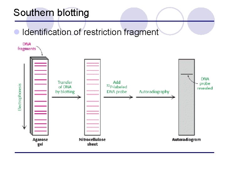 Southern blotting l Identification of restriction fragment 