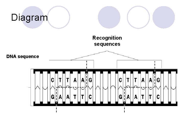 Diagram Recognition sequences DNA sequence 