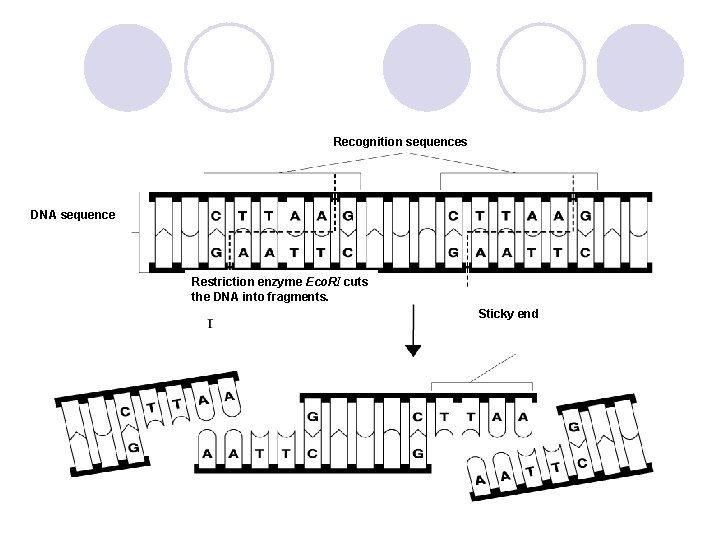Recognition sequences DNA sequence Restriction enzyme Eco. RI cuts the DNA into fragments. Sticky