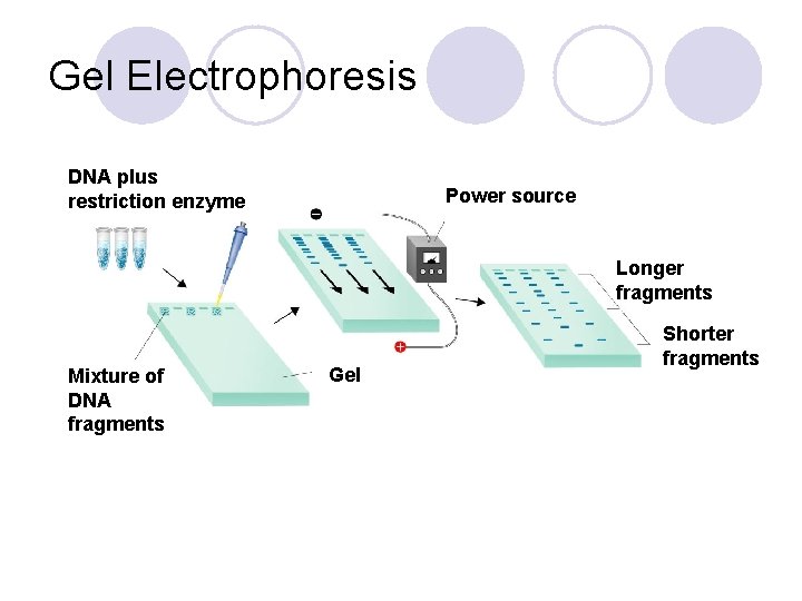 Gel Electrophoresis DNA plus restriction enzyme Power source Longer fragments Mixture of DNA fragments