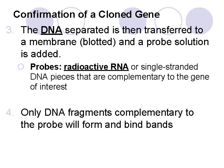Confirmation of a Cloned Gene 3. The DNA separated is then transferred to a