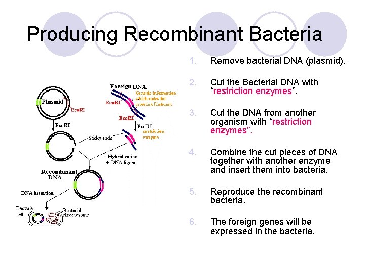 Producing Recombinant Bacteria 1. Remove bacterial DNA (plasmid). 2. Cut the Bacterial DNA with