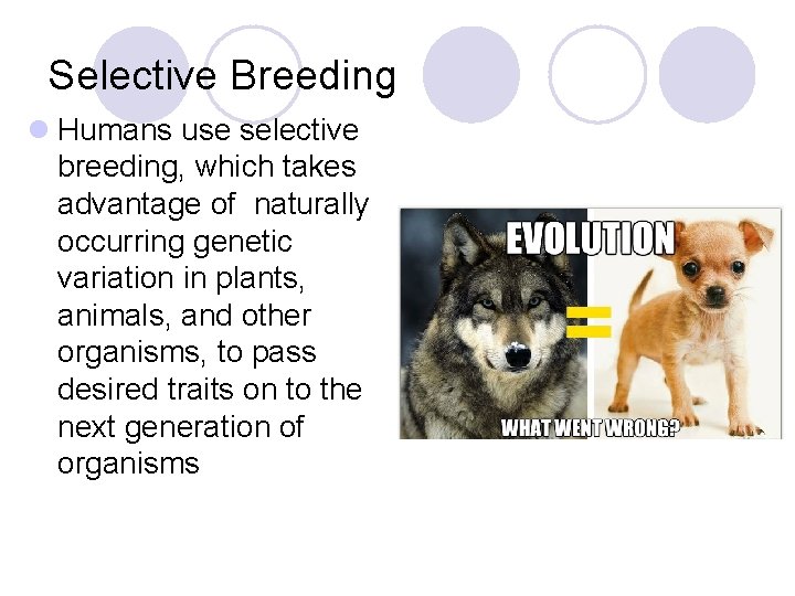 Selective Breeding l Humans use selective breeding, which takes advantage of naturally occurring genetic